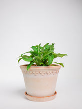 products/SotoProductShootLowQ-2026.jpg